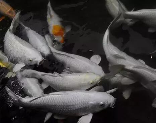 黑坑钓滑鱼的技巧_WWW.YUJUCEPING.COM