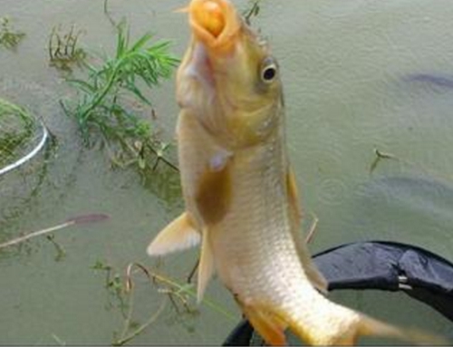 湖库野钓鱼群觅食影响因素_WWW.YUJUCEPING.COM