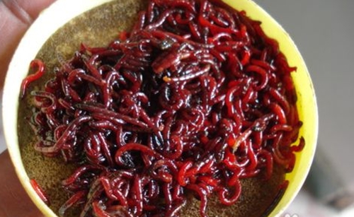 冬天水库钓鱼饵料配方_WWW.YUJUCEPING.COM