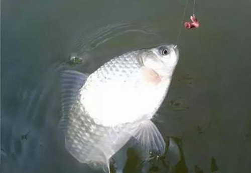 湖库野钓鱼群觅食影响因素_WWW.YUJUCEPING.COM