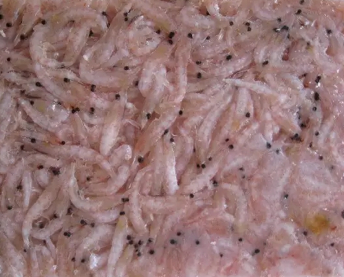 秋天船筏钓黑鲷诱饵制作技巧_WWW.YUJUCEPING.COM