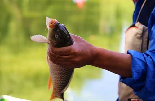 夏天钓鲤鱼的方法技巧_WWW.YUJUCEPING.COM