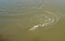 海竿钓鲢鳙施钓技巧