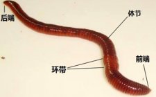 用蚯蚓钓鱼的技巧与蚯蚓诱饵制作方法