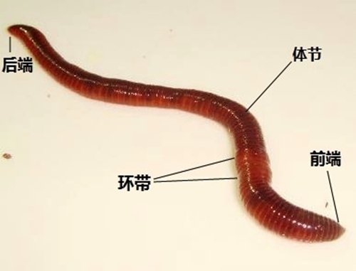 用蚯蚓钓鱼的技巧与蚯蚓诱饵制作方法_WWW.YUJUCEPING.COM