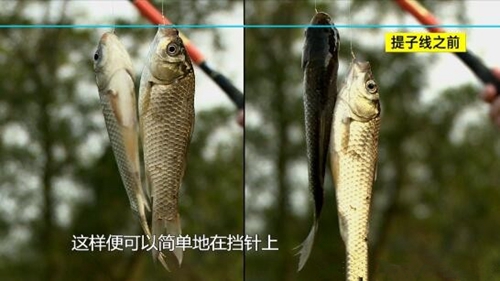 竞技钓上双尾的钓法技巧_WWW.YUJUCEPING.COM