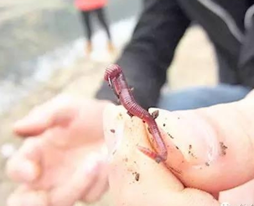 蚯蚓钓鱼做饵的五个技巧_WWW.YUJUCEPING.COM