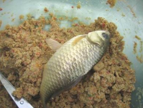 秋天江河钓鲤鱼的用饵技巧_WWW.YUJUCEPING.COM