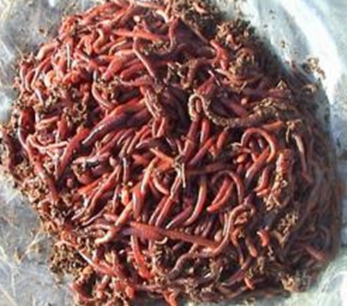 四季饵料配饵框架_WWW.YUJUCEPING.COM