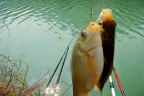 传统钓鲫鱼提竿的技巧_WWW.YUJUCEPING.COM