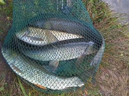 草鱼的习性和食性 池塘钓大草鱼的方法_WWW.YUJUCEPING.COM
