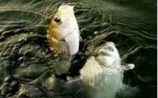 深秋寒潮长竿钓鲫鱼