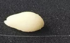 竞技钓中白饵的使用方法和优势