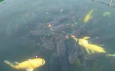 钓鱼怎么中双尾鱼