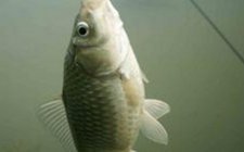 野钓鲫鱼和鲤鱼的几个技巧