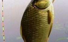 野钓鲫鱼的技巧