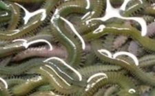 海钓万能沙蚕钓饵介绍