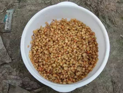 实用的钓草鱼饵料配方_WWW.YUJUCEPING.COM