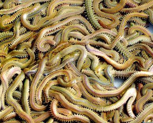 海钓沙蚕的种类区分_WWW.YUJUCEPING.COM