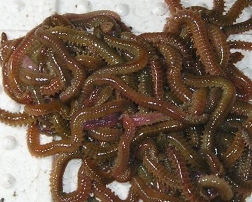海钓沙蚕的种类区分_WWW.YUJUCEPING.COM