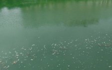 夏天钓鱼小杂鱼多怎么办