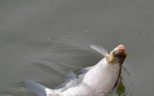 秋天水库钓鳊鱼技巧