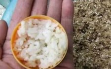 初冬米饭粒钓大鲫鱼技巧