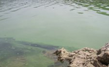 浅水钓鱼撒饵及钓点选择