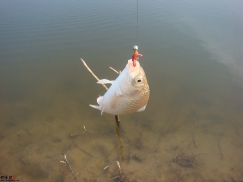 浅水钓鱼撒饵及钓点选择_WWW.YUJUCEPING.COM