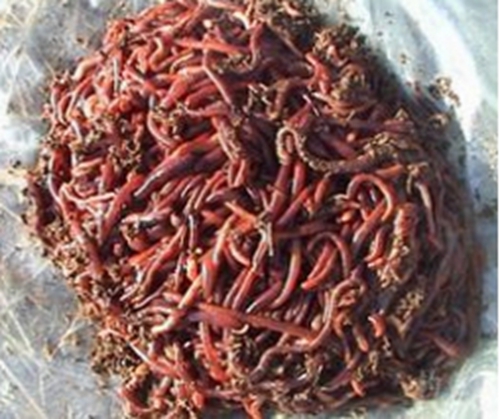 蚯蚓饵料正确使用方式详解_WWW.YUJUCEPING.COM