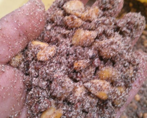包谷酒糟的打窝与做饵绝招_WWW.YUJUCEPING.COM
