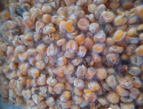 酒糟玉米钓鱼秘方_WWW.YUJUCEPING.COM