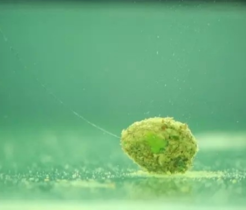 秋天钓鲫经验分享_WWW.YUJUCEPING.COM