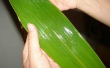 钓草鱼非商品饵料配制方法