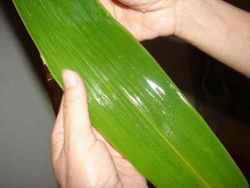 钓草鱼非商品饵料配制方法_WWW.YUJUCEPING.COM