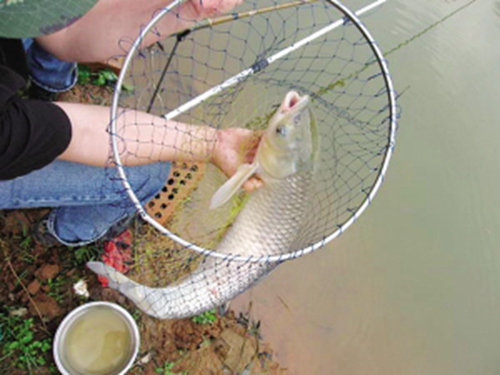 几月份钓鲫鱼最好 钓鲫鱼的最佳时间_WWW.YUJUCEPING.COM