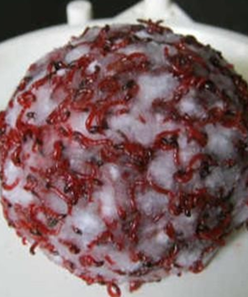 用红虫钓鱼的方法_WWW.YUJUCEPING.COM
