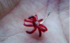 用红虫钓鱼的注意事项