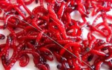 浅谈几种实用的红虫饵料的方法