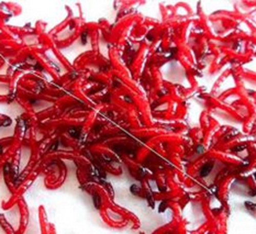 浅谈几种实用的红虫饵料的方法_WWW.YUJUCEPING.COM