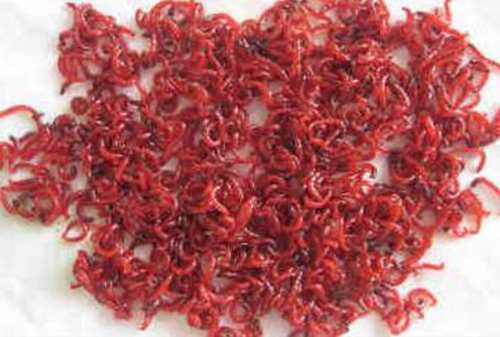 冬天钓鱼红虫的使用方法_WWW.YUJUCEPING.COM