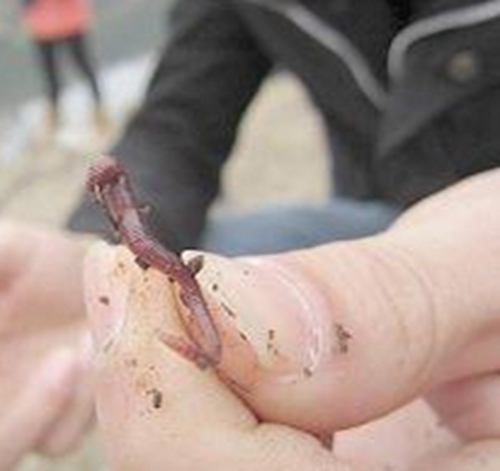 野河钓宽鳍鱲技巧_WWW.YUJUCEPING.COM